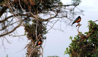Two birds perched on a tree branch photo