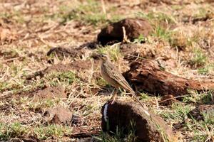 A bird standing on a rock in a field photo