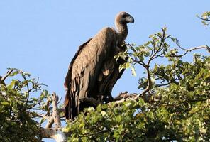 A large bird perched on top of a tree photo