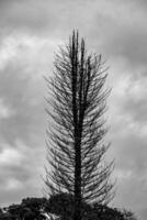 Dramatic black and white scenery with high contrast, dry tree with cloudy sky in the background photo