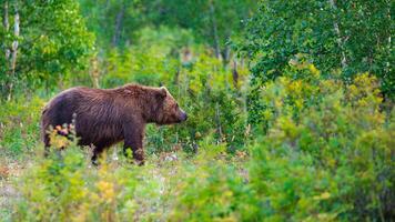 In summer forest, lovely brown bear Ursus arctos piscator, roam free. Bear pose threat to human life and activities, it's always good to be aware of their presence. photo