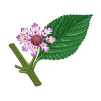 Illustration of flowers and leaves of lippia alba, also known as bushy matgrass, bushy lippia, and juanilama, isolated on a white background. vector