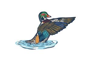 illustration of a Carolina duck flapping its wings on the surface of the water vector