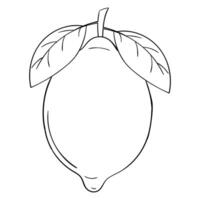 a lemon with leaves on it is shown in this drawing vector