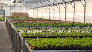 Greenhouse with rows of young plants in trays video