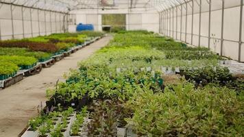 Rows of plants in a large greenhouse video