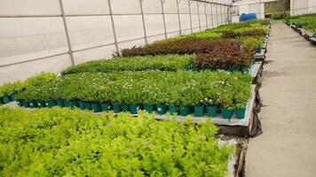 Greenhouse with rows of potted plants video