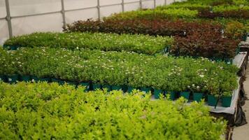 Rows of vibrant plants in a greenhouse nursery video