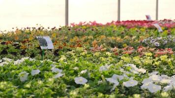 Greenhouse with rows of colorful flowering plants video