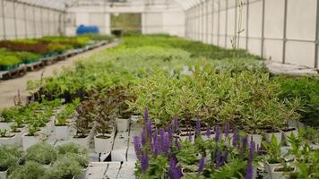 Greenhouse interior with rows of diverse plants video