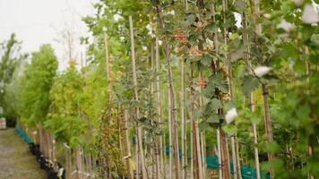 Row of young trees in a nursery garden video