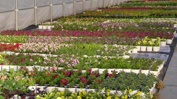Greenhouse with colorful flower rows video