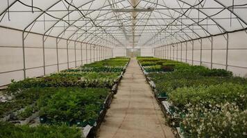 Interior of greenhouse with plants and flowers video