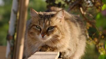 Fluffy cat resting on a wooden surface video