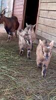 Baby goats explore their barn in a charming countryside setting during daylight hours video