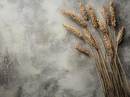 A minimalist arrangement of dried wheat stalks on a textured gray background. photo