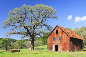 A rustic red barn beside a large tree in a green landscape under a clear blue sky. photo