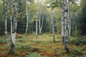 A serene forest scene with birch trees and lush undergrowth, showcasing nature's beauty. photo