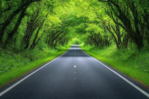 A serene road lined with lush green trees, inviting exploration and tranquility. photo