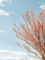 A tree with delicate branches against a bright blue sky with scattered clouds. photo