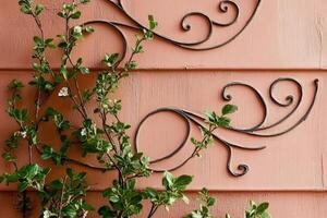 Decorative wall featuring swirling metalwork and lush green foliage against a peach background. photo