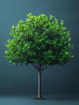 A lush green tree with a full canopy against a dark background, symbolizing nature and growth. photo