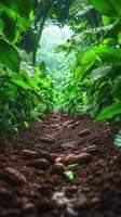 Pathway through lush greenery with cacao pods on the ground, perfect for mobile phone wallpaper photo
