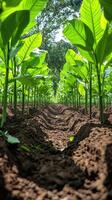 Lush green tobacco plants growing in a field under bright sunlight mobile phone wallpaper photo