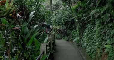 First person view walk on foot path in the tropical forest video