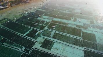 Drone view of Algae farm in lagoon at Lembongan island in Indonesia. Seaweed farm in salty water with morning sunlight video