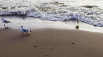 A serene coastal scene of seagulls strolling along a sandy beach near rolling waves, with soft reflections on the wet sand and a peaceful marine atmosphere video