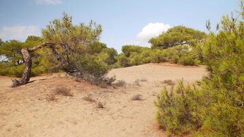 Sunny Day in Antalya Forest with Dry Pine Trees and Scattered Branches video