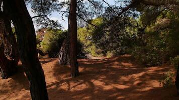Rustic Antalya Forest with Dry Pine Trees and Sandy Ground video