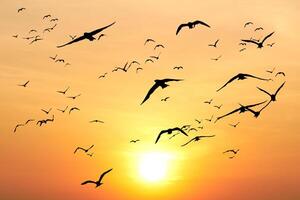 Flock of Birds Silhouetted Against a Vibrant Orange Sunset Sky with Glowing Sun photo