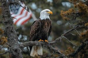 Majestic bald eagle perched on tree with american flag in background. photo