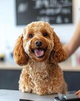 A dog sitting at a table with a comb and scissors photo