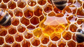 Bees are working on a honeycomb with honey photo