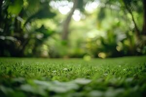 Green grass in the middle of a lush green forest photo