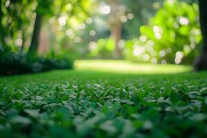 A green lawn with trees and bushes in the background photo