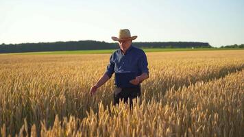 Farmer on a wheat field. Elderly man in hat with a folder walking inside the yellow field and examines the growth plants in farmland. video