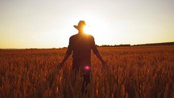 Farmer on ripe wheat field. Agronomist in hat walking on field and looking on agricultural plants against the setting sun. video