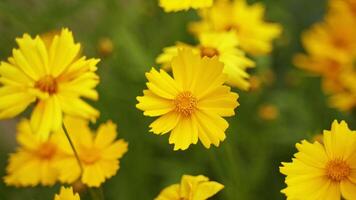Yellow flowers background. Beautiful blooming plants swaying in wind in nature at bright summer day. Close-up. video