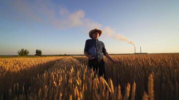 Farmer testing wheat outdoors. Agronomist with a folder walking on the field and looking on the growth of agricultural plants in the countryside. video