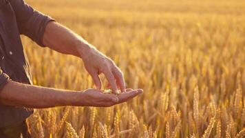 Wheat grains in man's hands. Farmer holds grains of ripe wheat in hands and looks at them on golden spikelets background in field. video