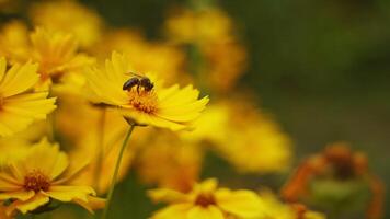 Busy bee working on flower. Beautiful yellow flower with a bee on it on blurred background in summer day. Close-up. video