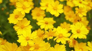 Beautiful wild flowers. Yellow plants growing and blooming in nature in summer time. Background of yellow flowers. Close-up. Top view. video