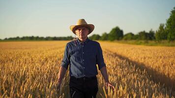 Man in hat among ripe wheat. Full-length portrait of a farmer on yellow field background in summer. Agronomist in the farmland. video