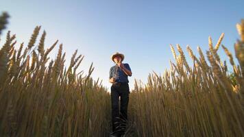 Portrait of a farmer with spikelet outdoors. Man in shirt and trousers walking in the field of ripe wheat under clear sky. View from below. video