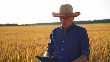 Man in hat in the yellow field. Thoughtful farmer standing with a folder in ripe wheat field. Cereal cultivation. video