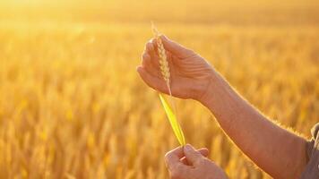 Man hands hold a ripe wheat spike. Farmer's elderly hands touching spikelets of yellow ripe wheat on golden field background at sunset. Agriculture. video